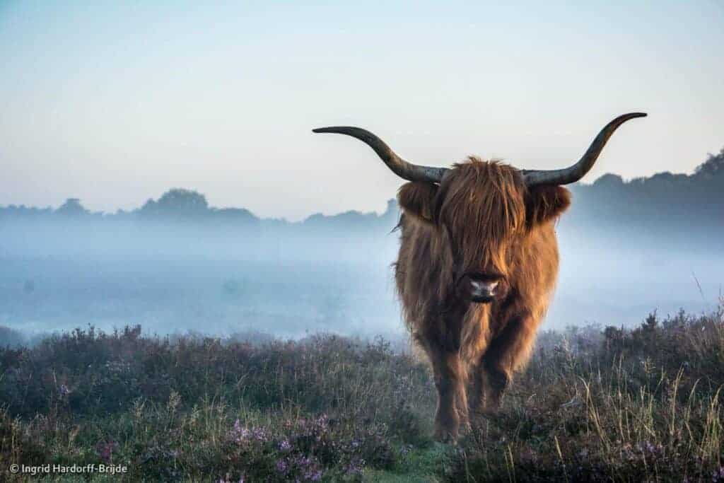 De spirit van de drum