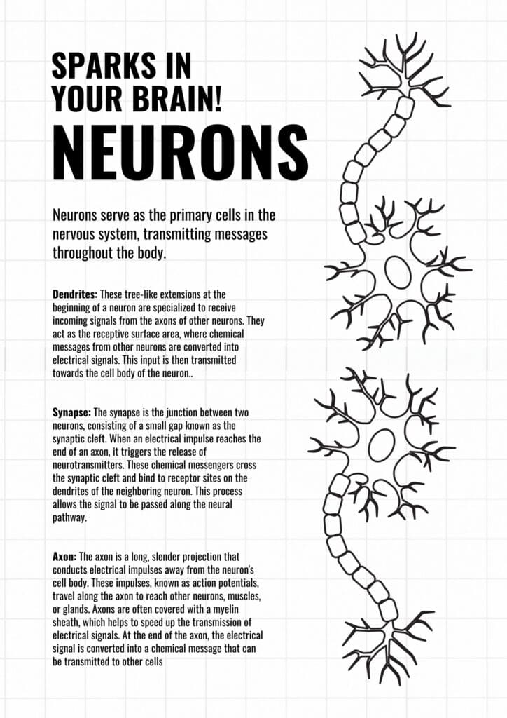 3.1 Spiegelneuronen en CMFT – helen via verbinding