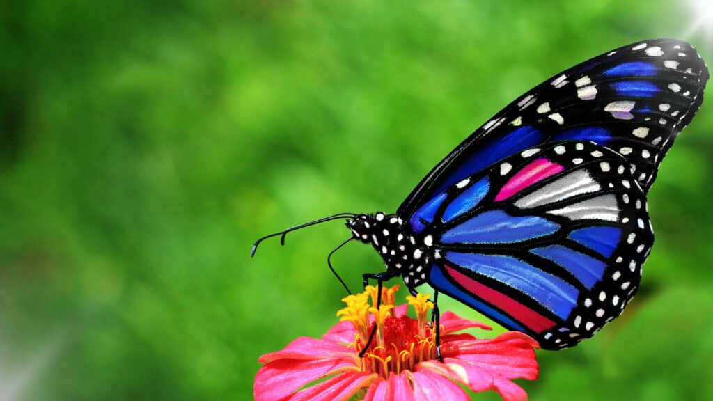 De natuur als weg naar bezieling